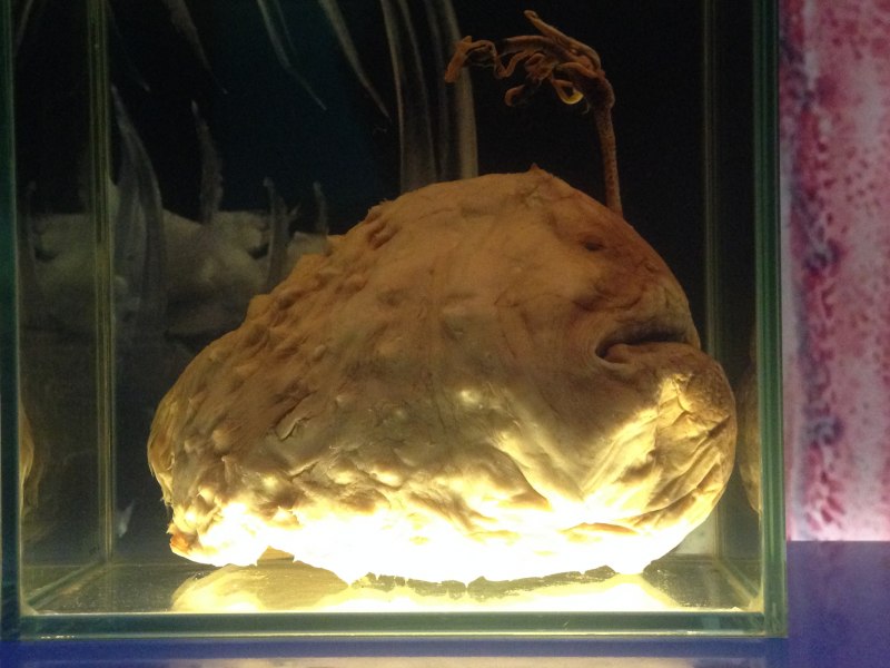 Морской дьявол удильщик