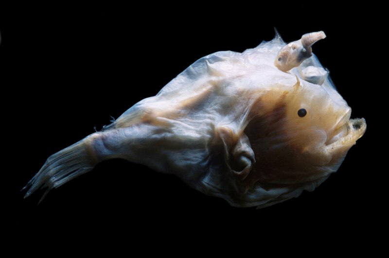 Мохнатый удильщик Джордана