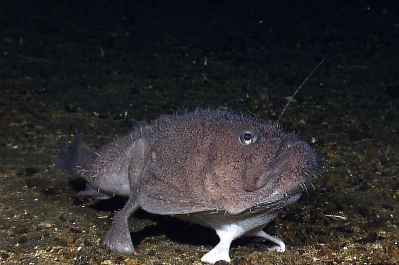 Светящаяся рыба с острыми зубами