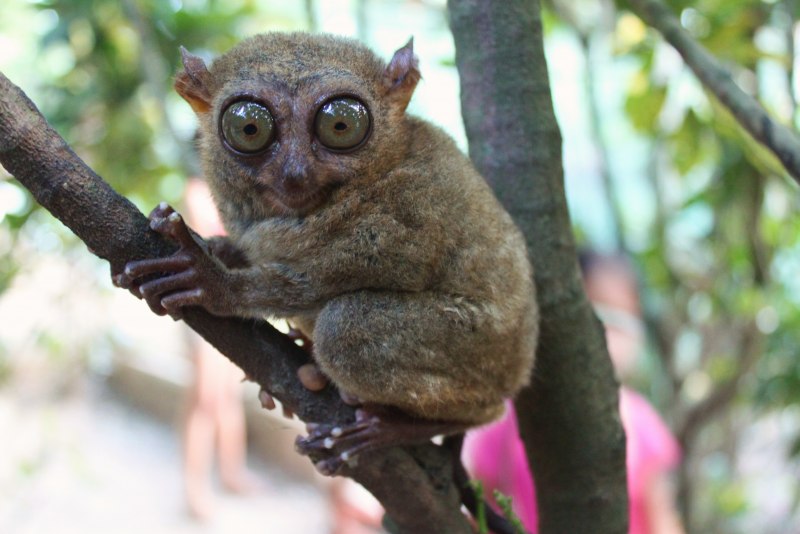 Мадагаскарский долгопят