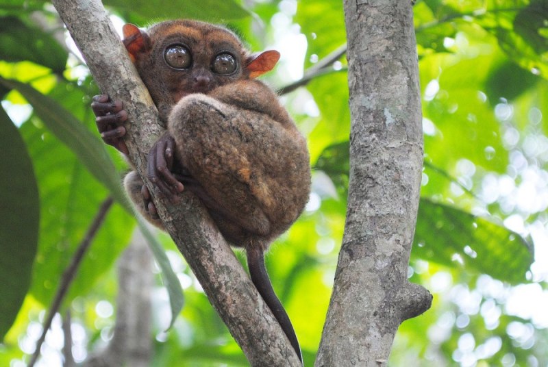 Лемур долгопят