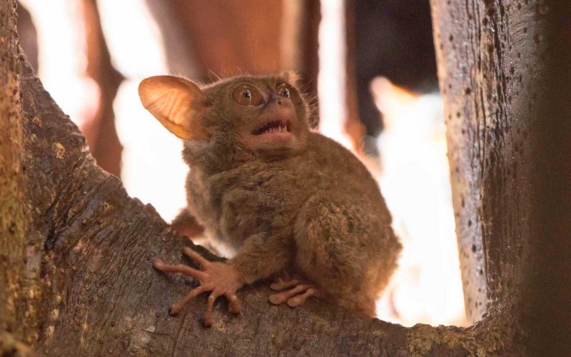 Лемур долгопят