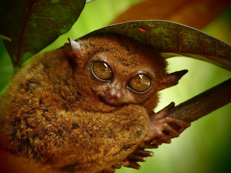 Филиппинский долгопят это лемур