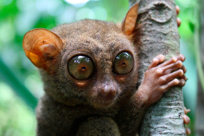 Бохоль Филиппины обезьянки