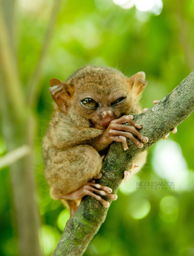  Долгопят Диана (Tarsius dentatus)