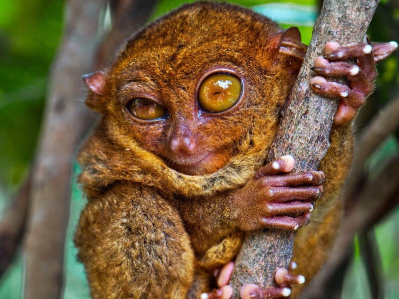 Суматранский долгопят