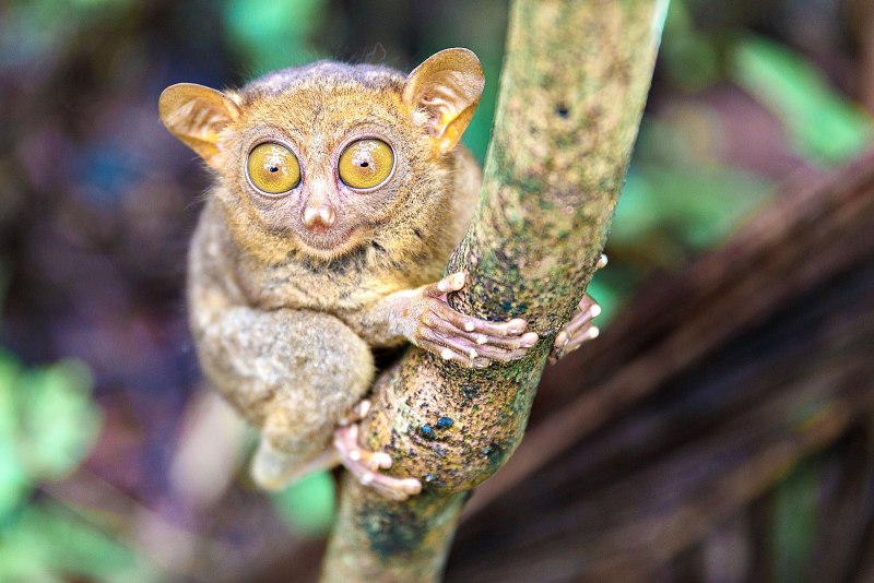 Бохоль Филиппины долгопяты