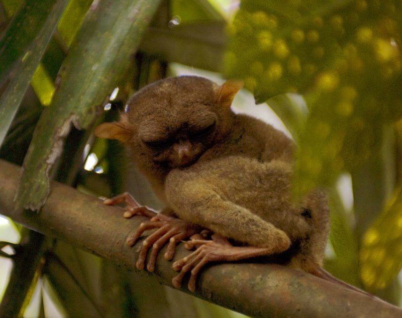 Мадагаскарский долгопят