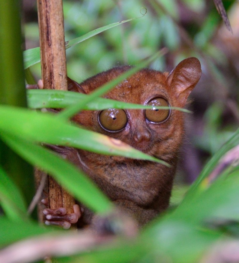 Суматранский долгопят