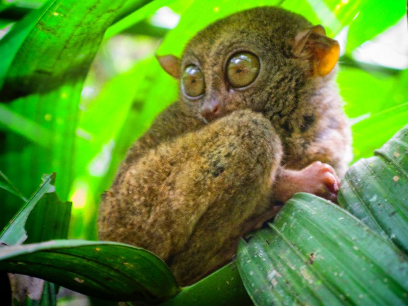 Суматранский долгопят