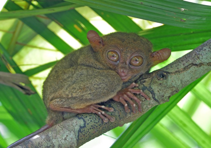 Суматранский долгопят