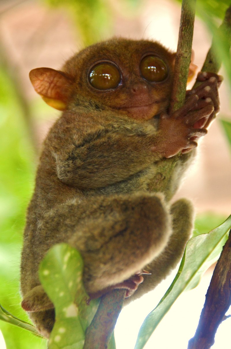 Лори долгопят