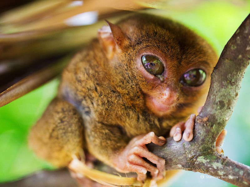 Лемур карликовый долгопят