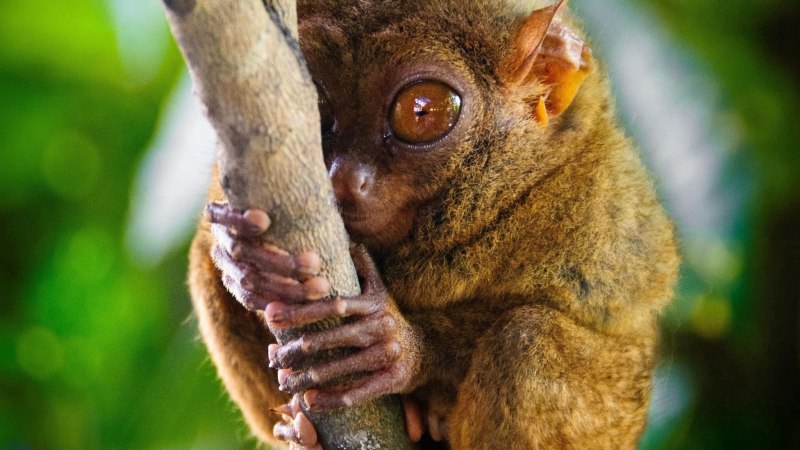 Филиппинский долгопят или сирихта в движение