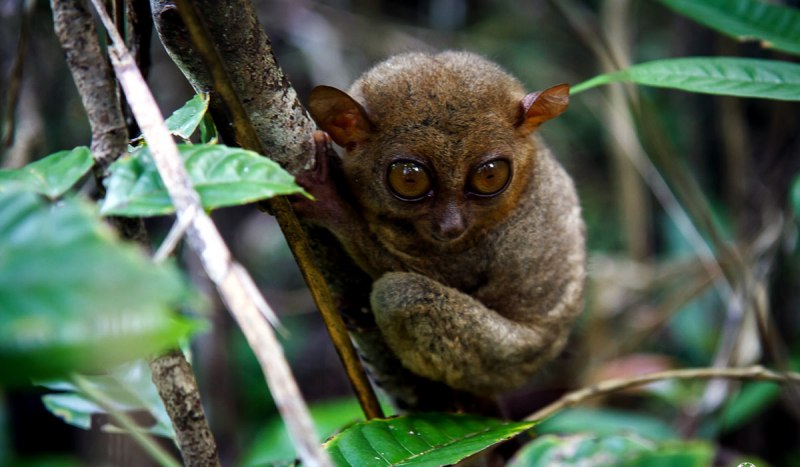 Пучеглазый долгопят