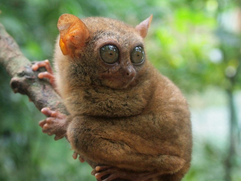 Суматранский долгопят