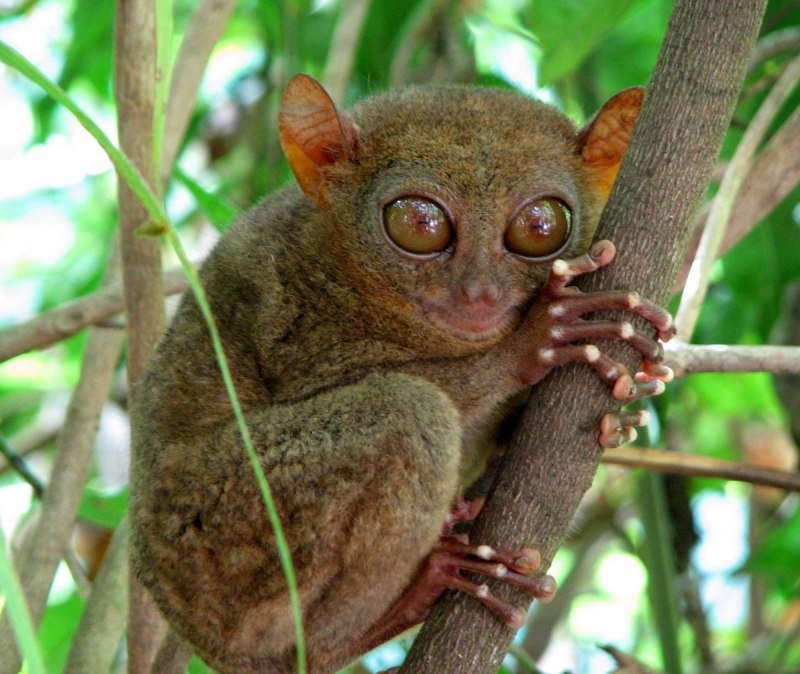Мадагаскарский долгопят