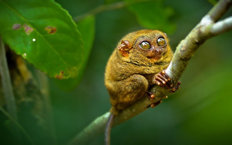 Tarsius pumilus (карликовый долгопят);