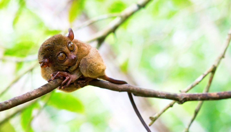 Долгопят сирихта