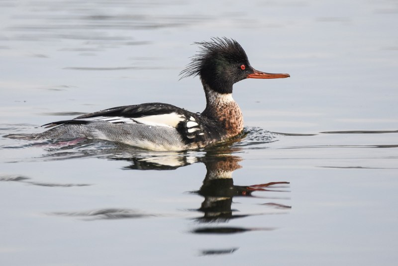 Крохаль птица