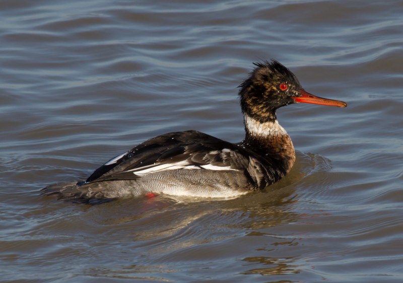 Речной крохаль