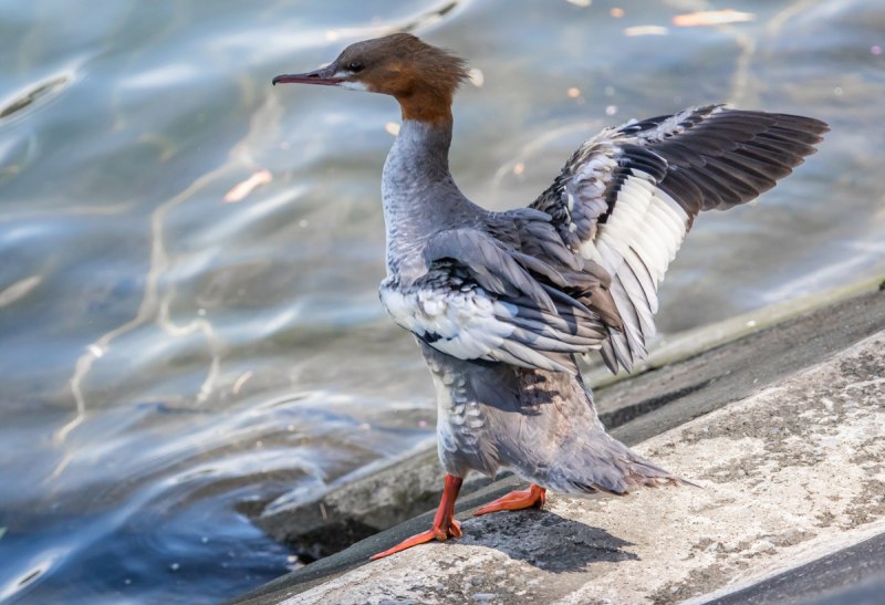 Длинноносый крохаль в полете