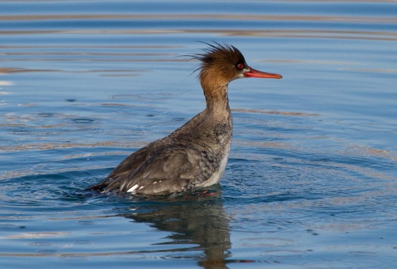 Утка большой крохаль