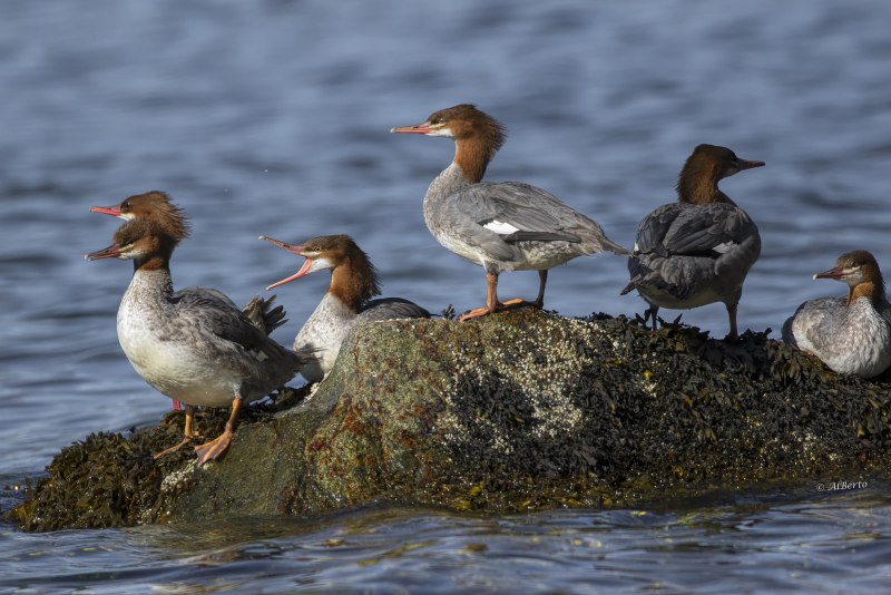Утка чешуйчатый крохаль