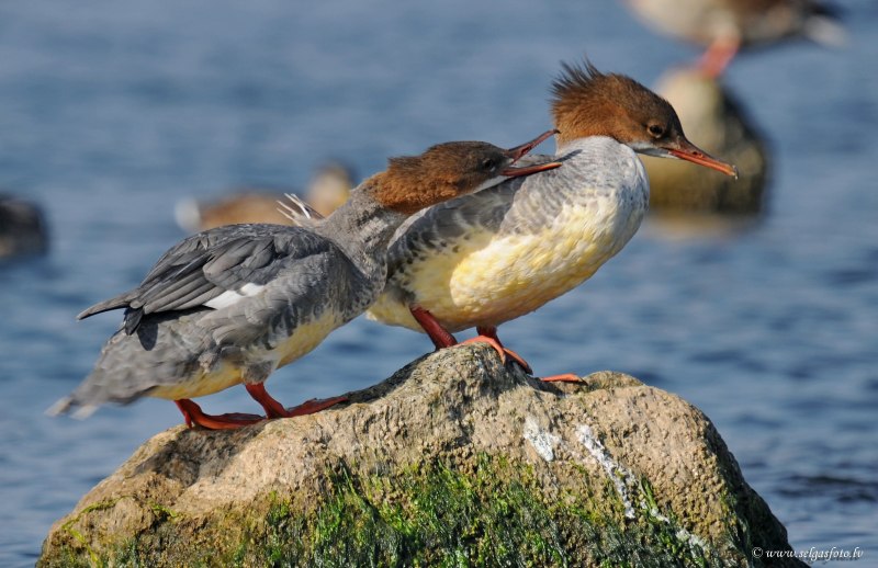 Крохаль с белой головой