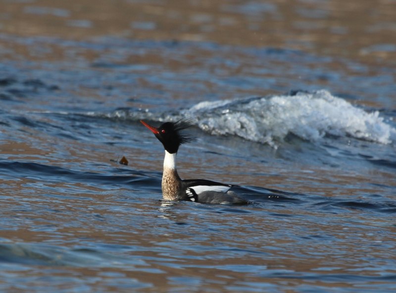 Крохаль обыкновенный
