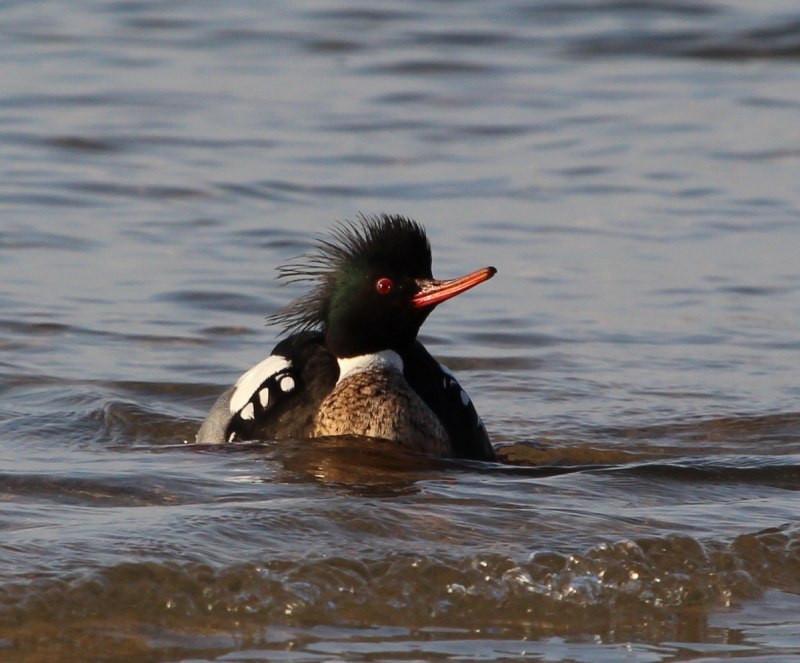 Сихотэ-Алинский заповедник чешуйчатый крохаль