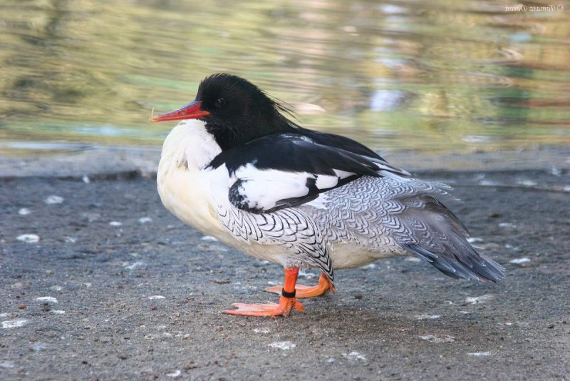 Крохаль длинноносый птенцы