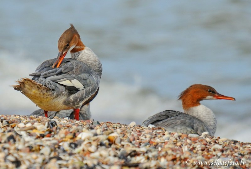 Утка крохаль длинноносый