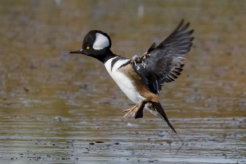 Птица чешуйчатый крохаль