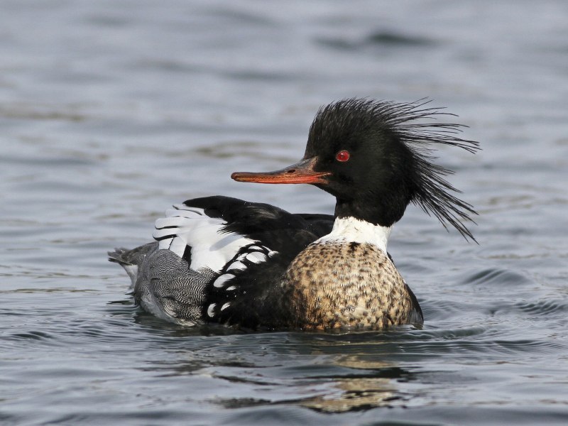 Бразильский крохаль птица
