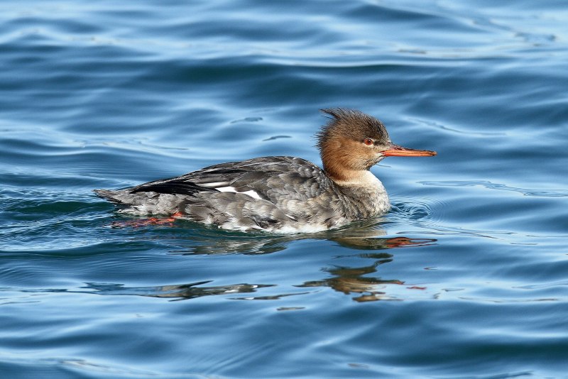 Чешуйчатый крохаль Приморье