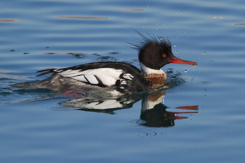 Длинноносый крохаль