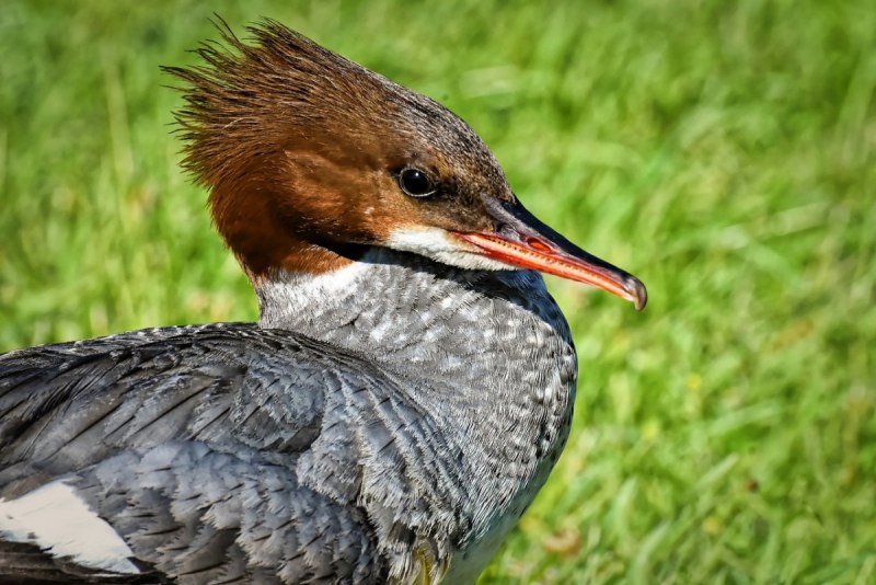 Птица длинноносый крохаль