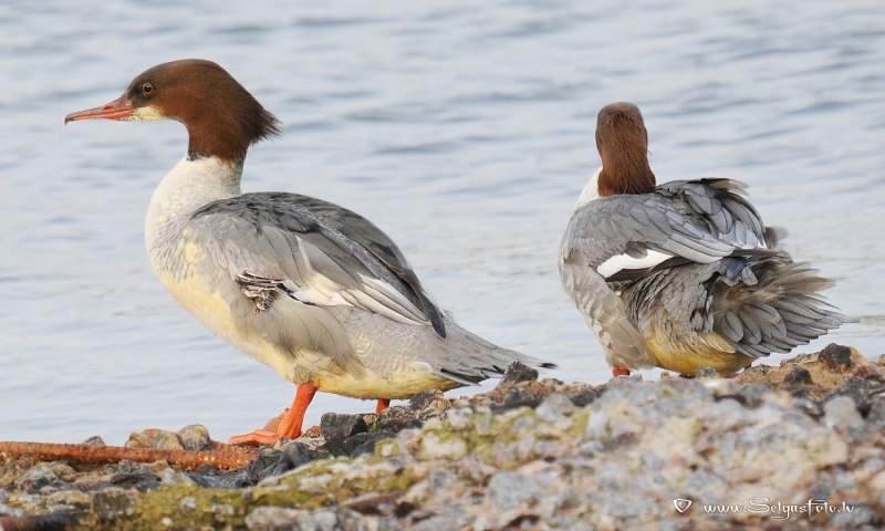 Утка чешуйчатый крохаль