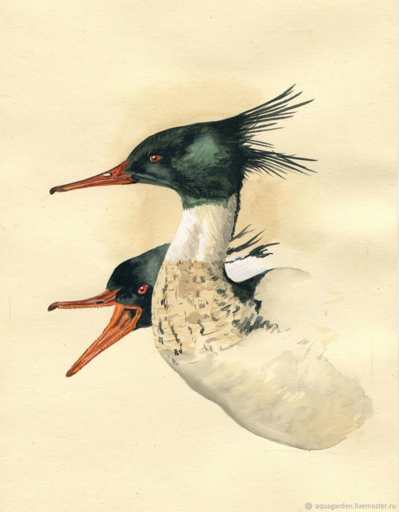 Крохаля фото показать фото