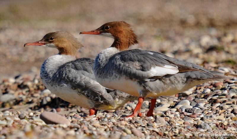 Длинноносый крохаль
