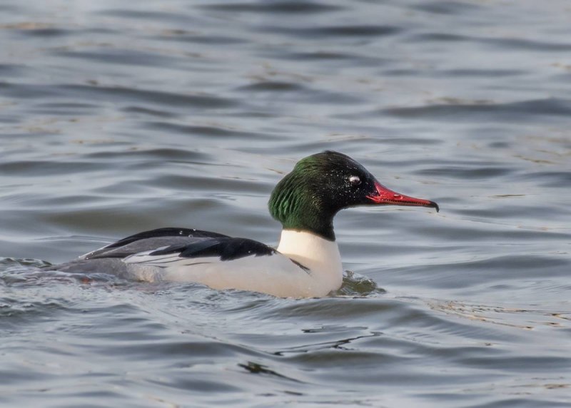 Красноголовый крохаль