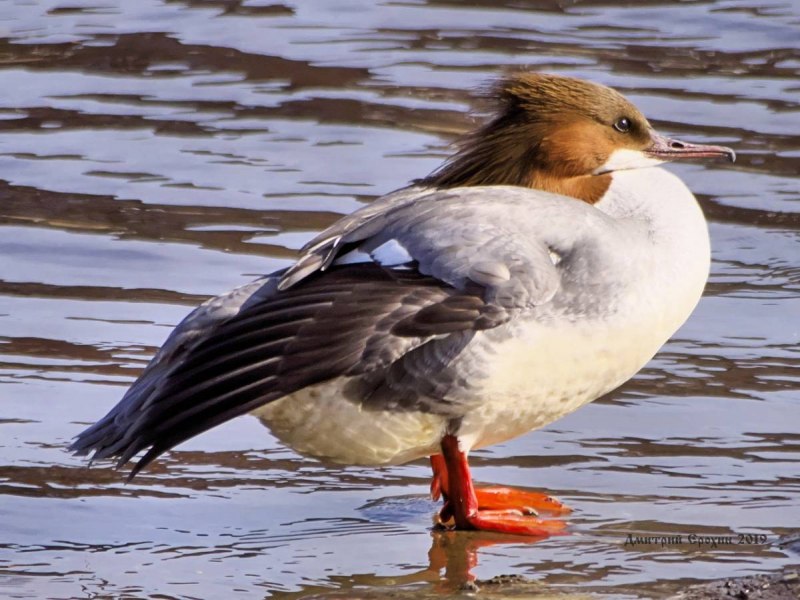 Большой крохаль Mergus Merganser