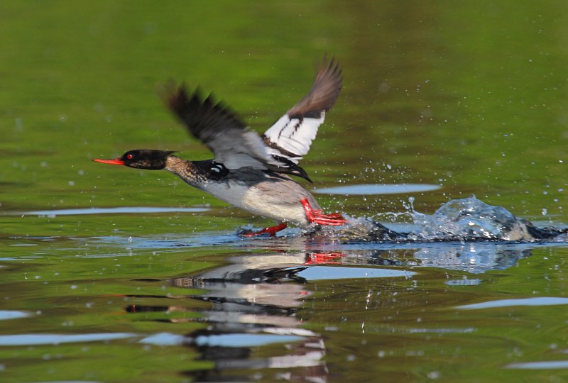 Малый крохаль утка