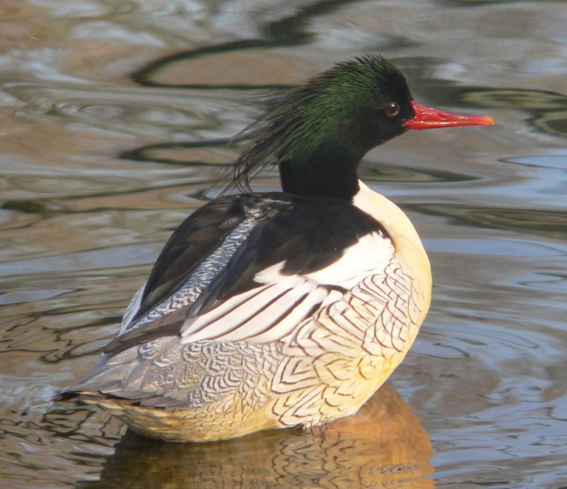 Крохаль утка