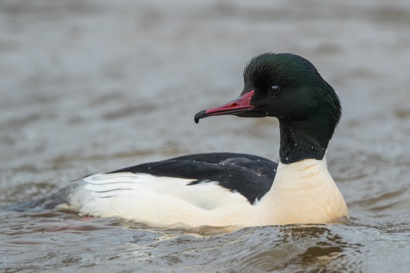 Турпан большой крохаль