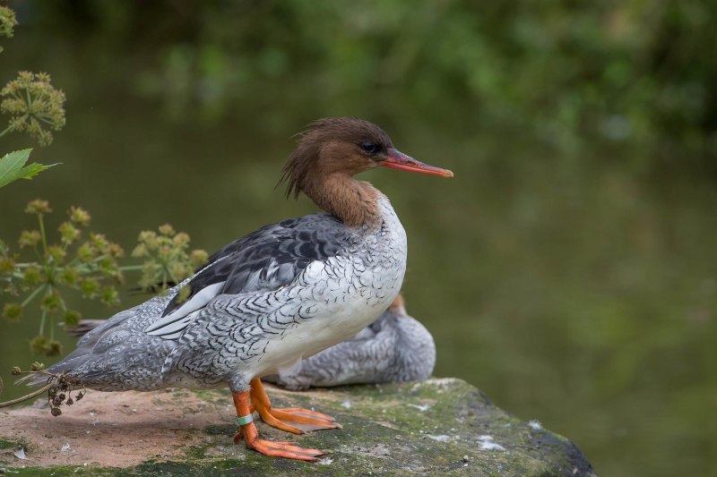 Утка крохаль длинноносый