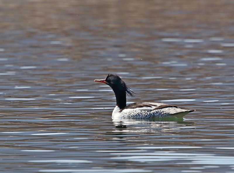 Длинноносый крохаль
