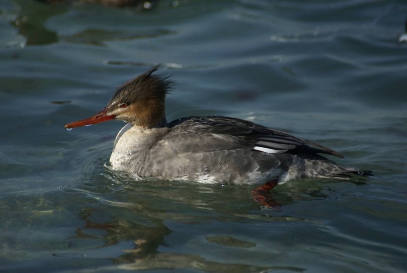 The common Merganser (North American) or Goosander (Eurasian) (Mergus Merganser)