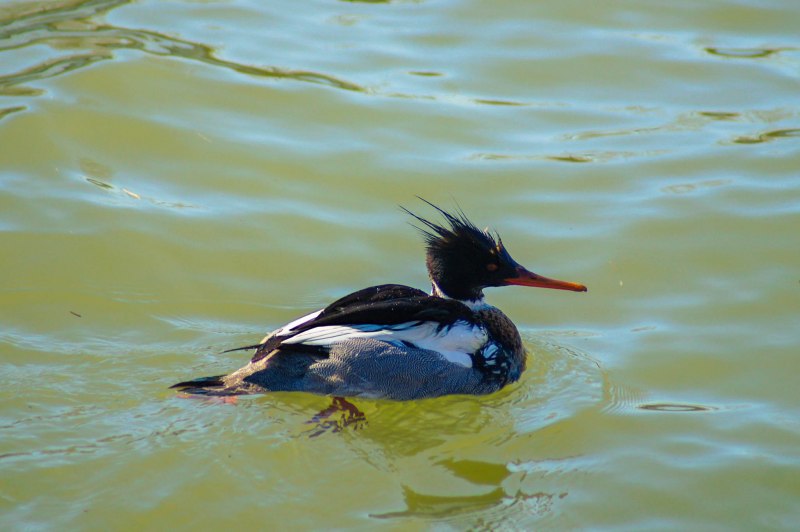 Оклендский крохаль